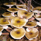 armillaria