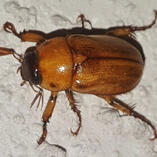 scarabs