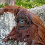 orangutan