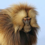 gelada
