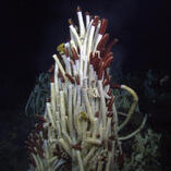 giant tube worm