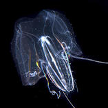 tentaculata