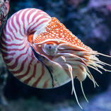 chambered nautilus