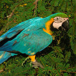 macaw