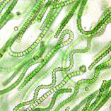 cyanobacteria