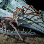 spider crab