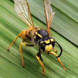 wasp