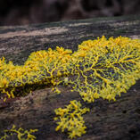 physarum polycephalum