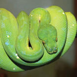 giant green python