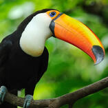 toucan