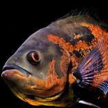oscarfish