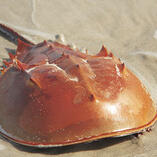 horseshoe crab