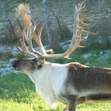 reindeer