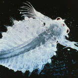 sea monkey