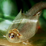 triops