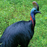 cassowary