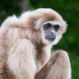 gibbon