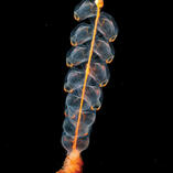marrus orthocanna