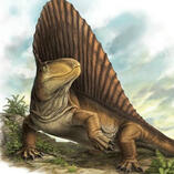dimetrodon