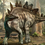 stegosaurus