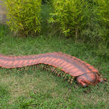arthropleura