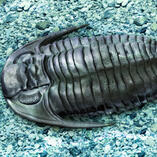 trilobite