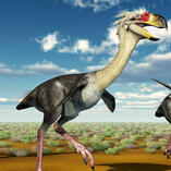 phorusrhacos