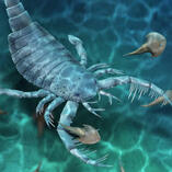 eurypterid