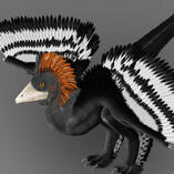anchiornis